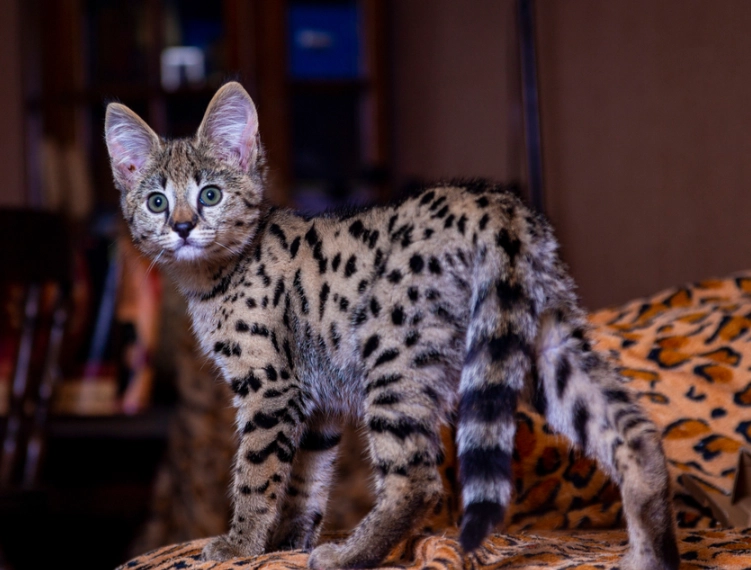 savannah cat behavior