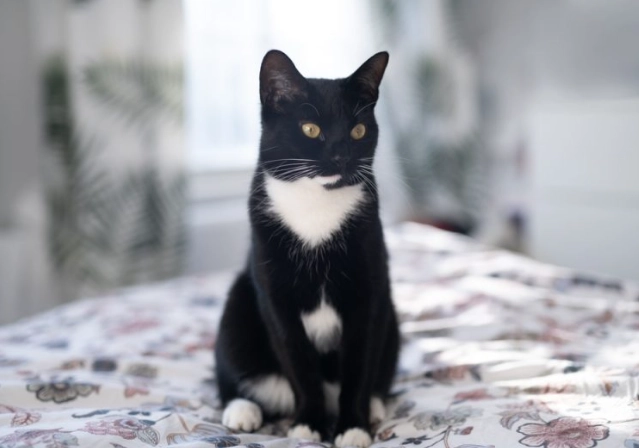 tuxedo cat behavior