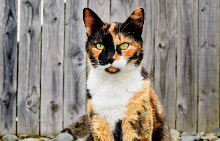 tortoiseshell vs calico cat