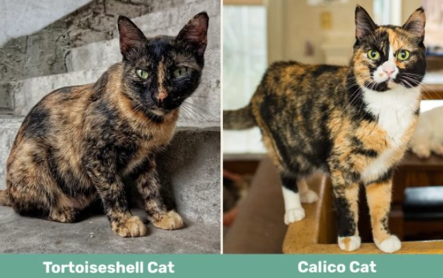 tortoiseshell cat calico difference