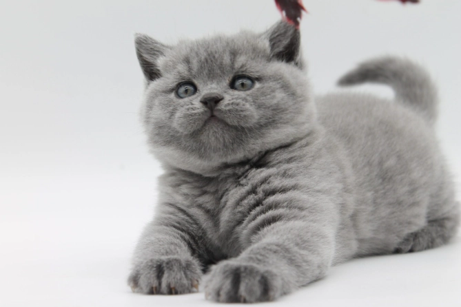 British Shorthair kitten care