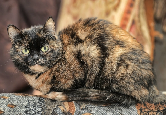 male tortoiseshell cat