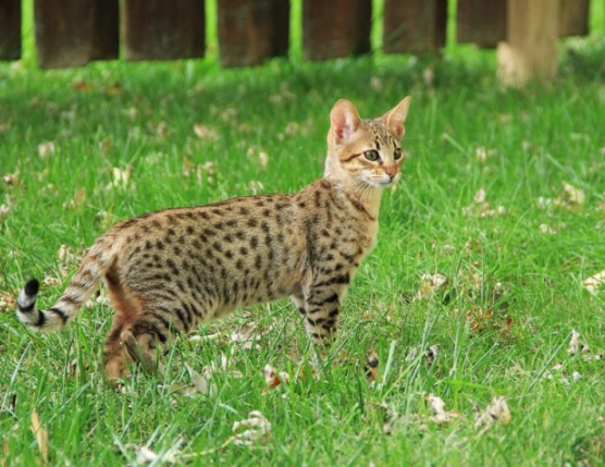 largest domestic cat breed