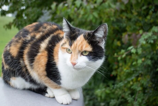 calico cat pattern