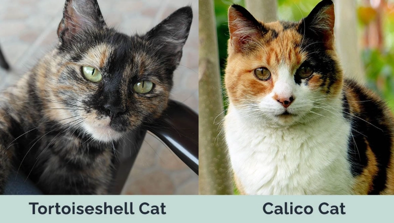 tortoiseshell vs calico cat