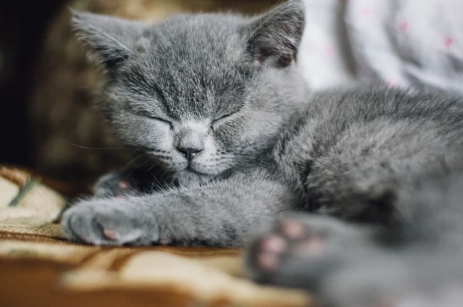 British Shorthair care