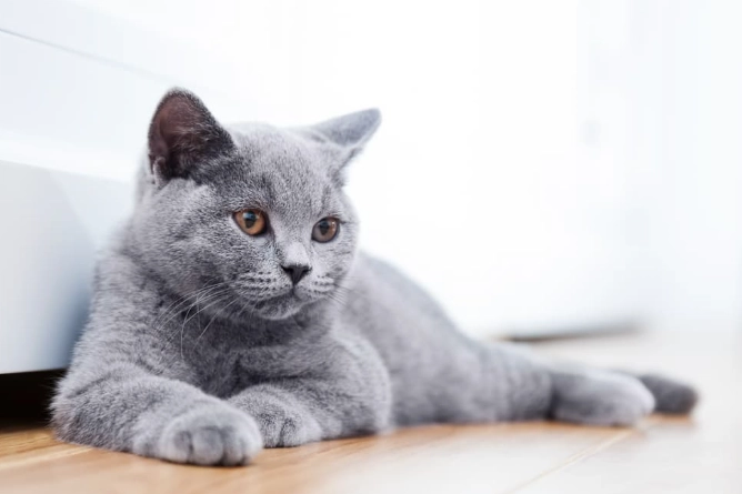 British Shorthair care