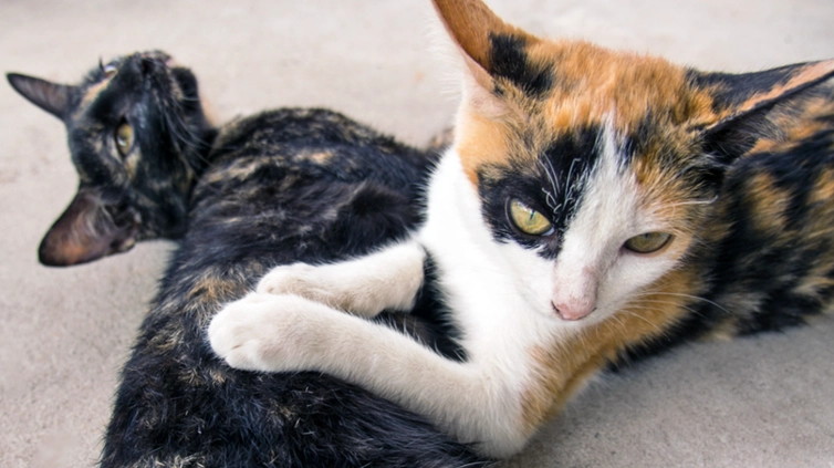tortoiseshell cat calico difference