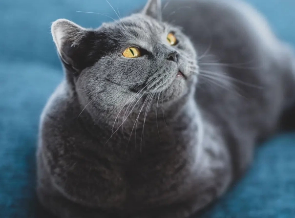 British Shorthair good pet