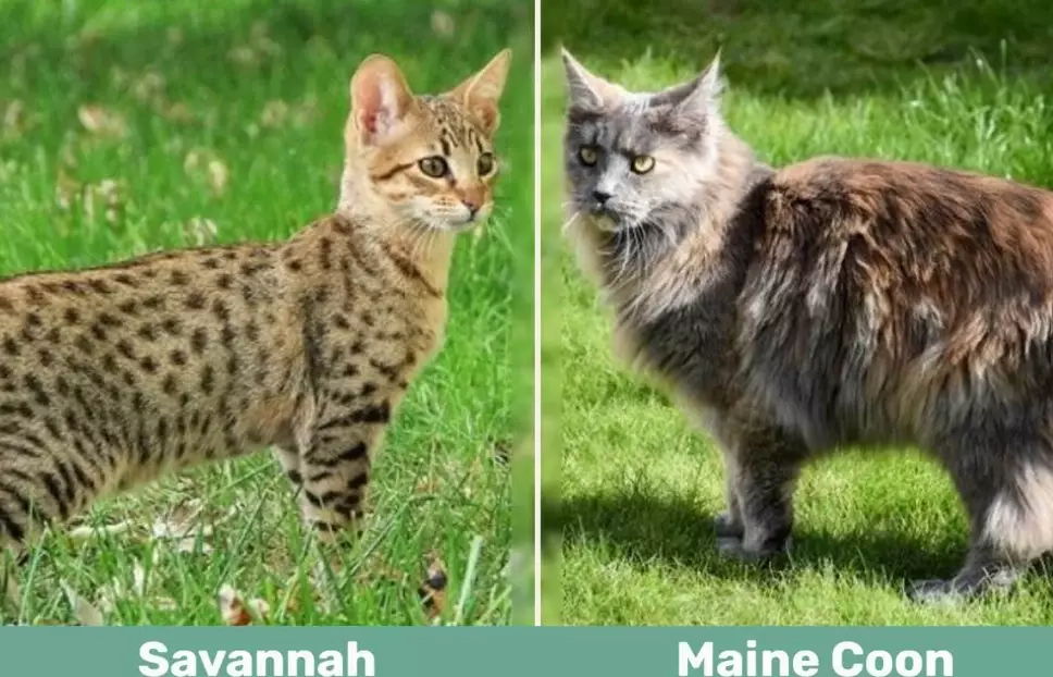 largest domestic cat breed