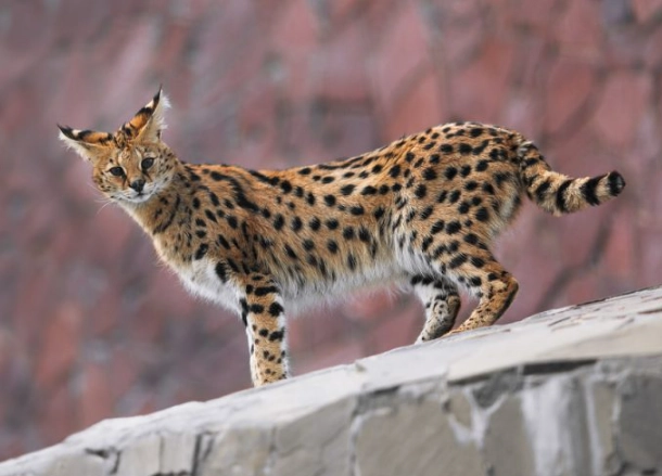 savannah cat laws