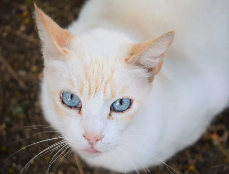 red point Siamese