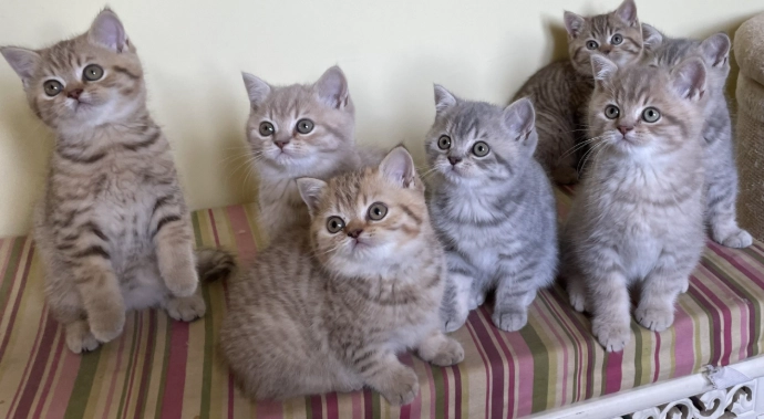 British Shorthair kitten personality British Shorthair kitten personality