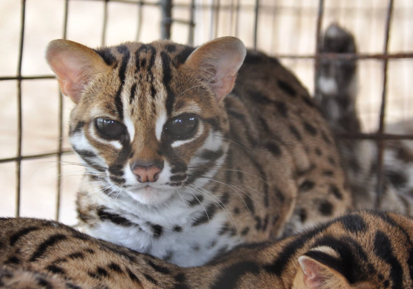 asian leopard cat