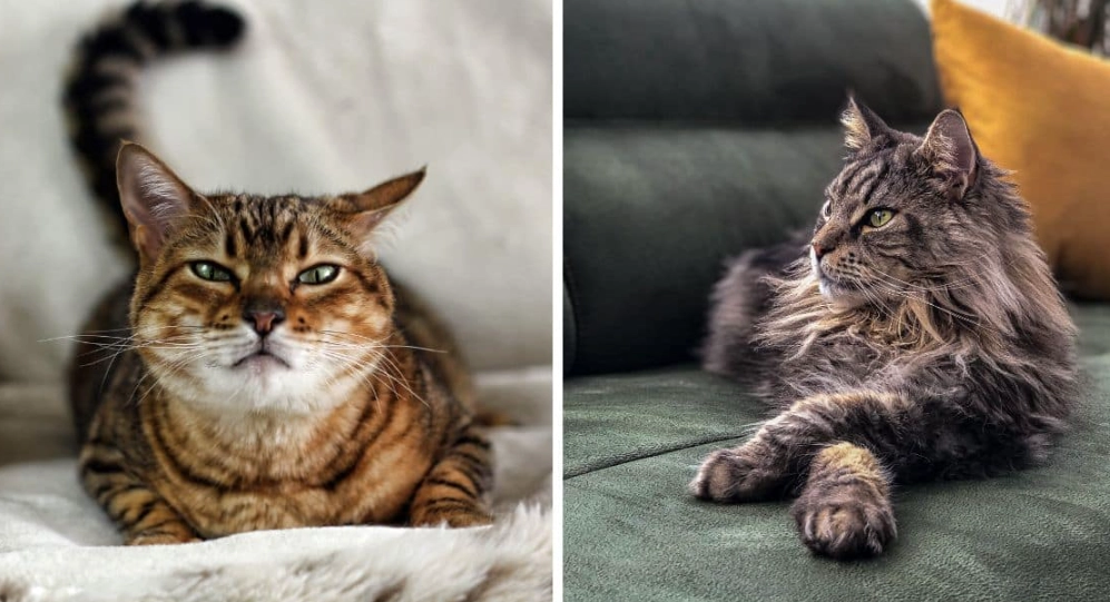 Savannah cat size comparison