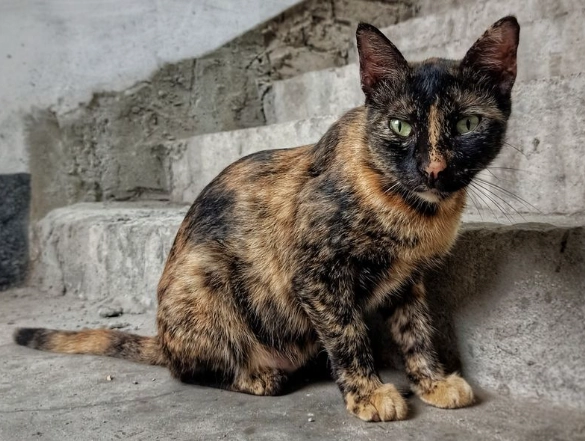 tortoiseshell cat male