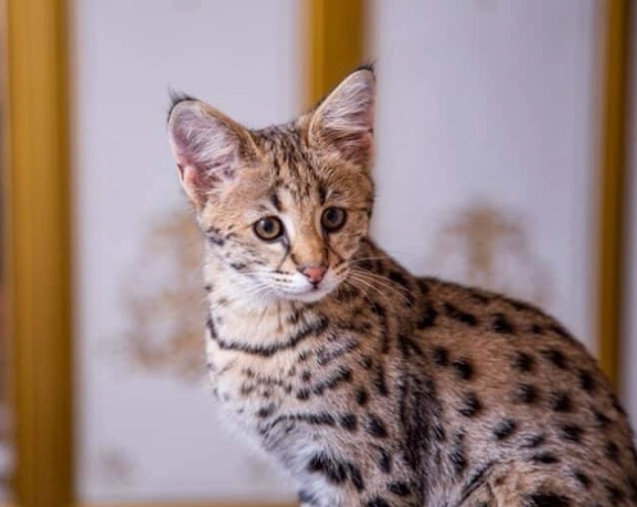 savannah cat ownership