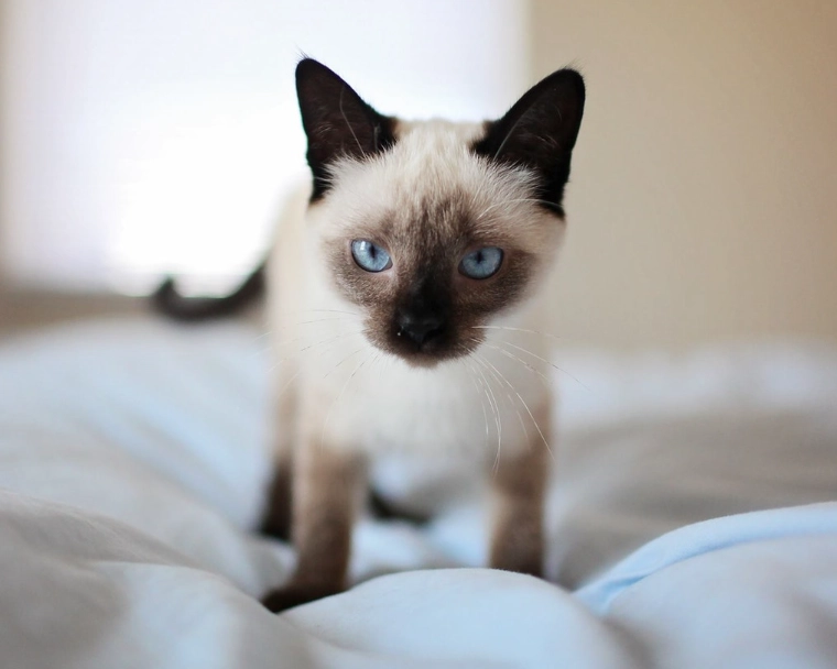 Siamese cat types
