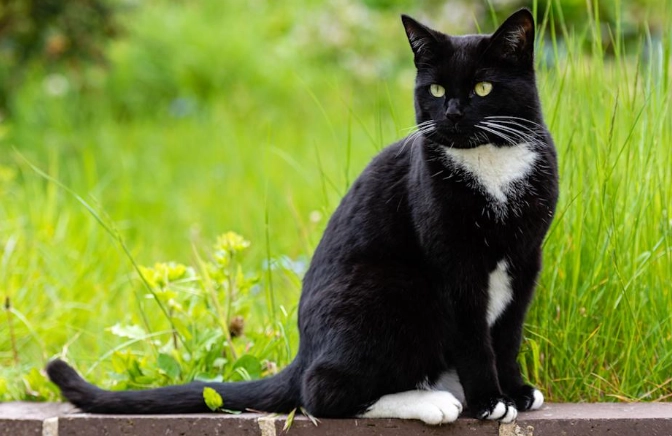 tuxedo cat male personality