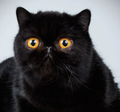 are black cats rare
