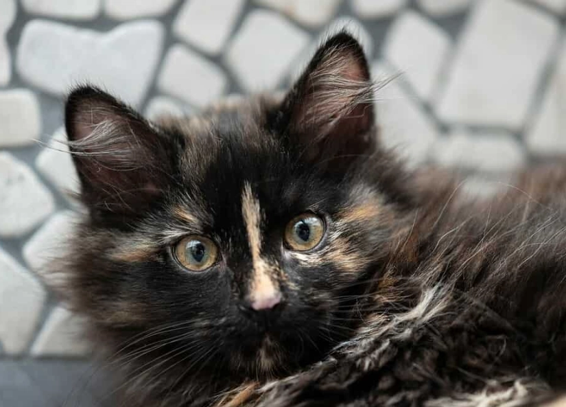 tortoiseshell cat rare