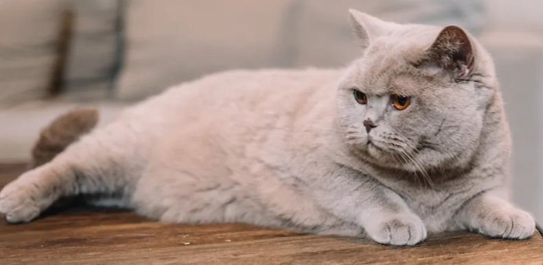 British Shorthair cat personality