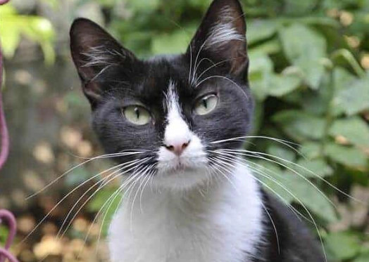 tuxedo cat care tuxedo cat care