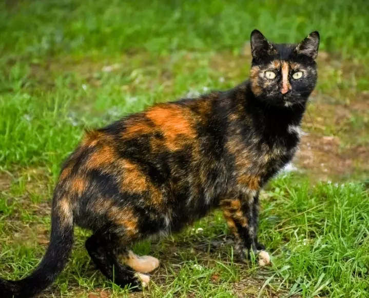tortoiseshell cat rare