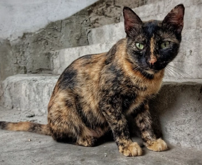 tortoiseshell cat rare