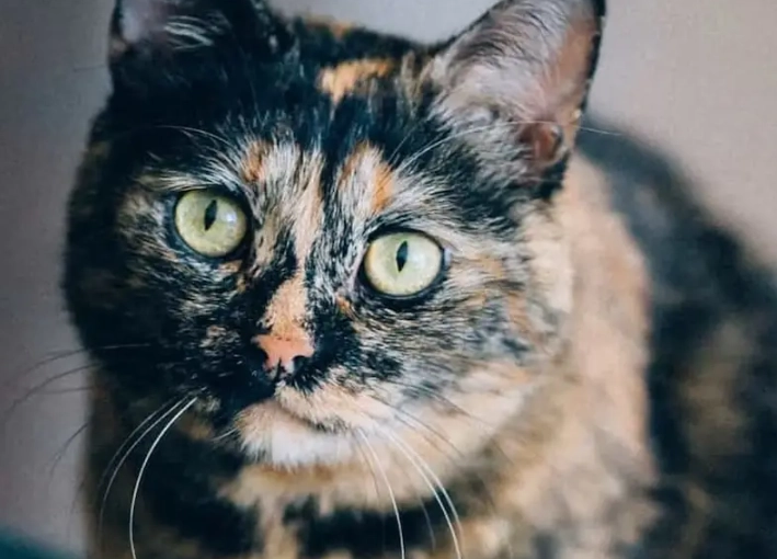 tortoiseshell cat facts