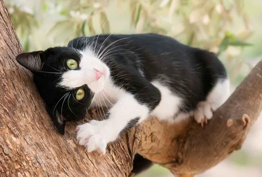 are tuxedo cats friendly