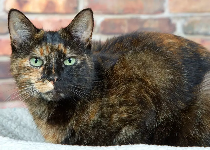 tortoiseshell cat female