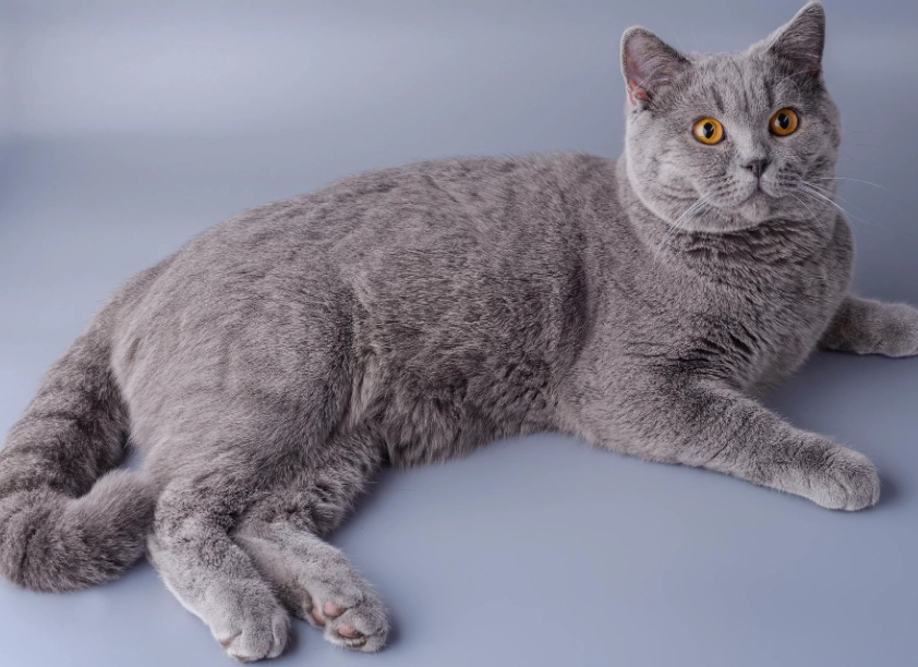British Shorthair temperament