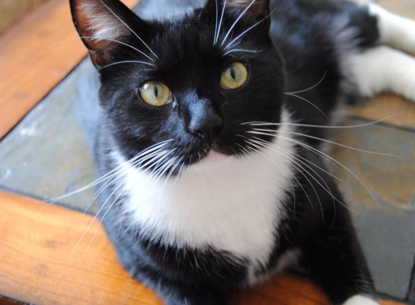 white tuxedo cat white tuxedo cat