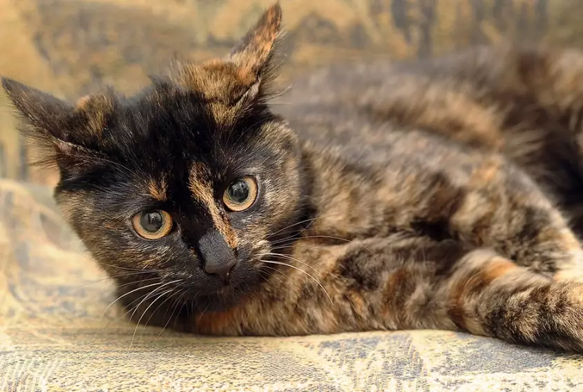 tortoiseshell cat personality