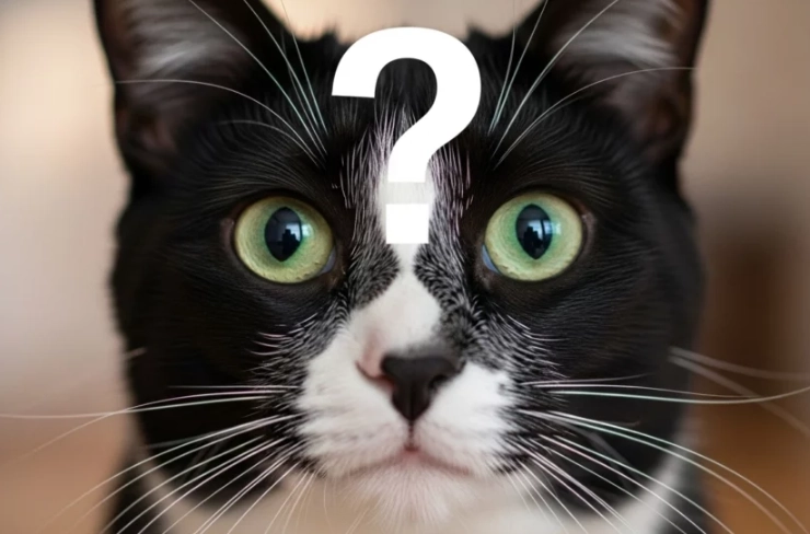 tuxedo cat personality