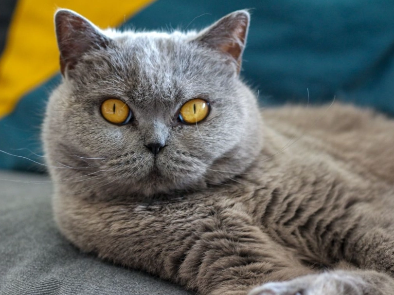 British cat breed
