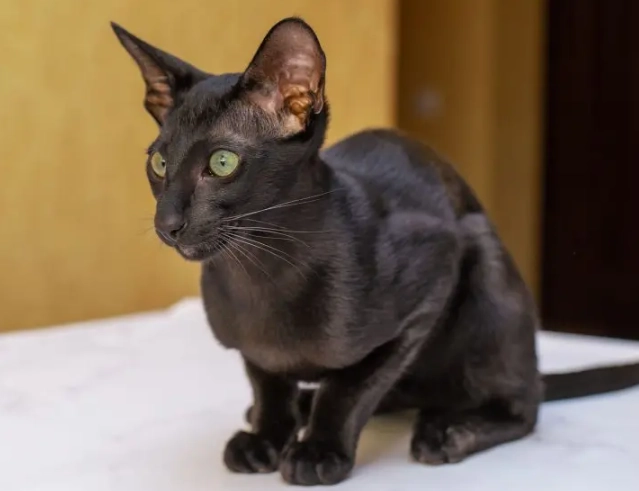 solid black cat genetics