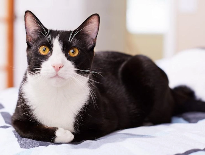 white tuxedo cat white tuxedo cat