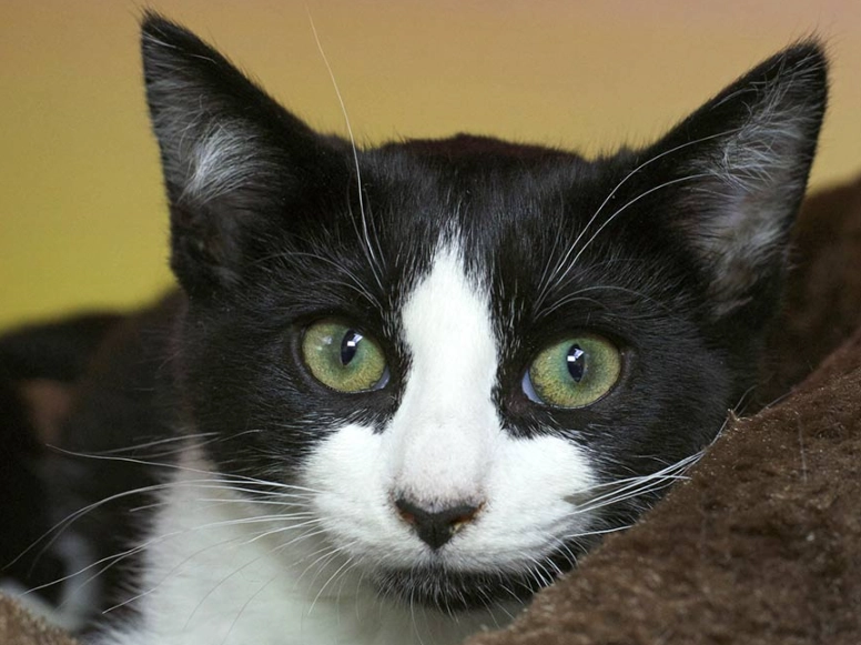 tuxedo cat personality tuxedo cat personality