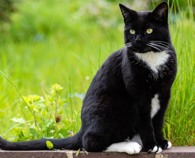 white tuxedo cat white tuxedo cat