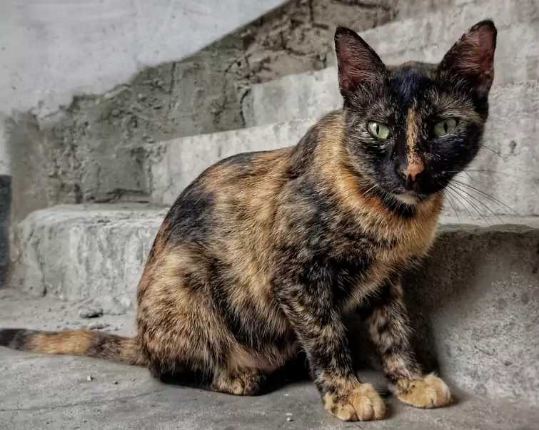 tortoiseshell cat facts
