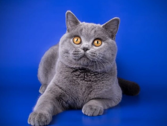British Shorthair cat