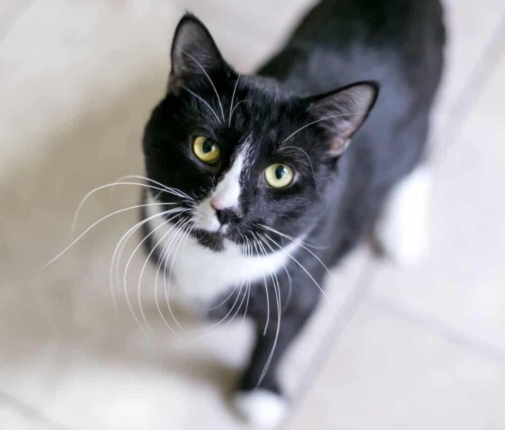 tuxedo cat personality