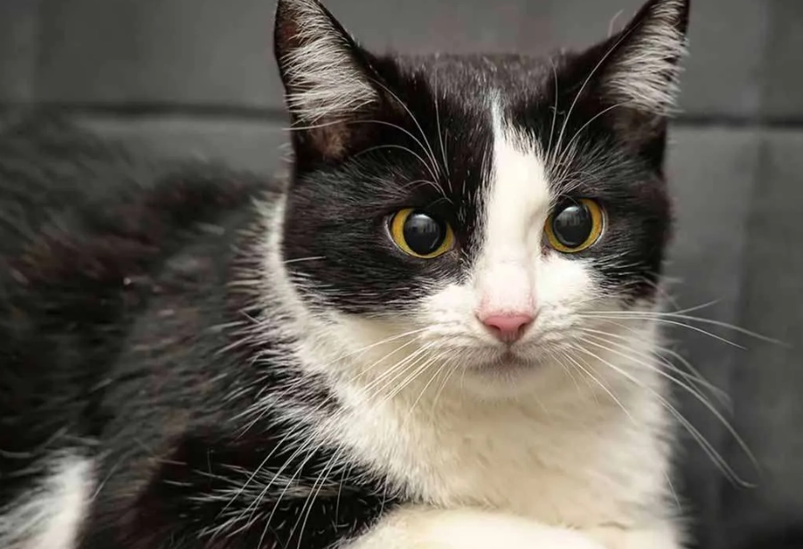 are tuxedo cats friendly