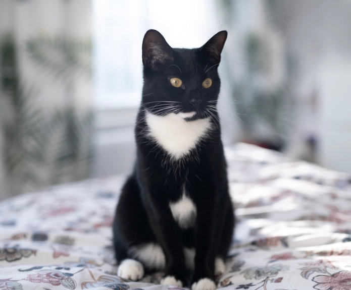 tuxedo cat care tuxedo cat care