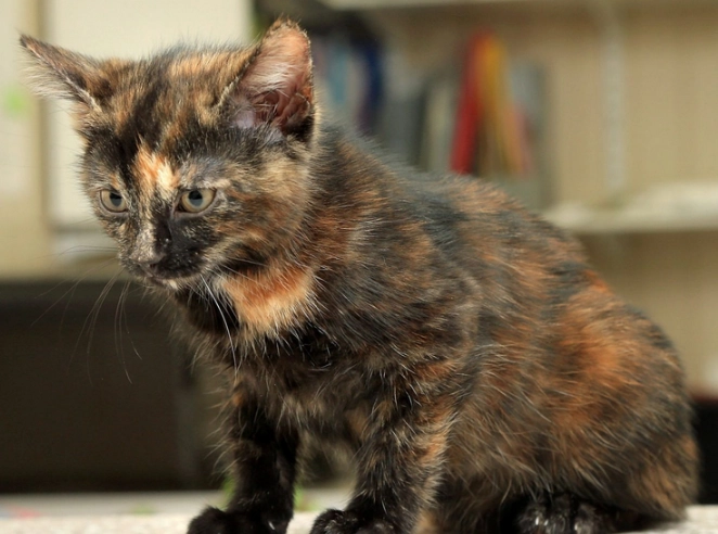 tortoiseshell cat rarity
