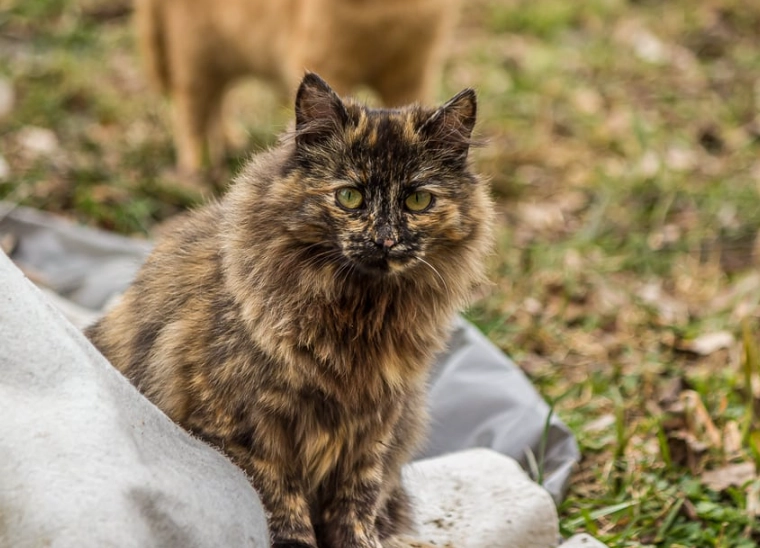 tortoiseshell cat personality