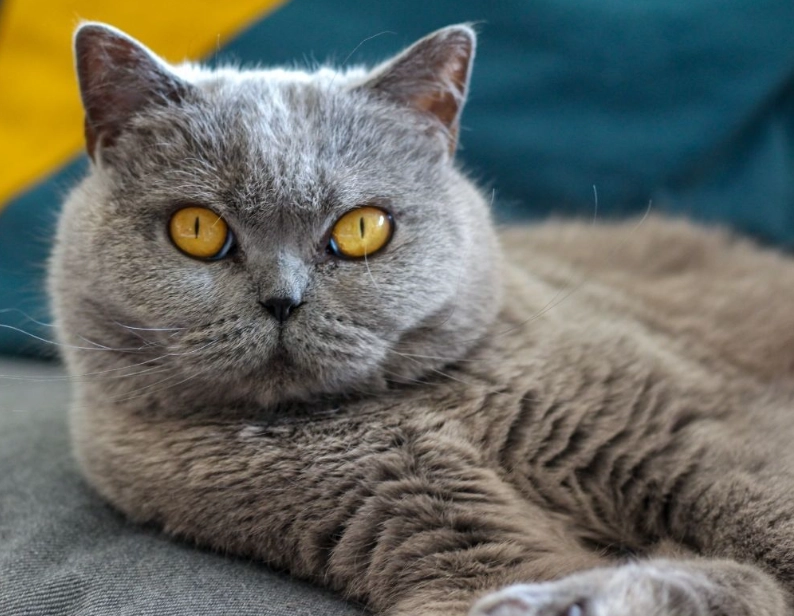 British Shorthair cat personality