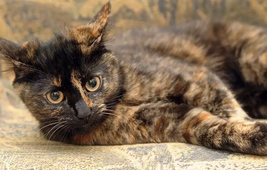 tortoiseshell cat traits